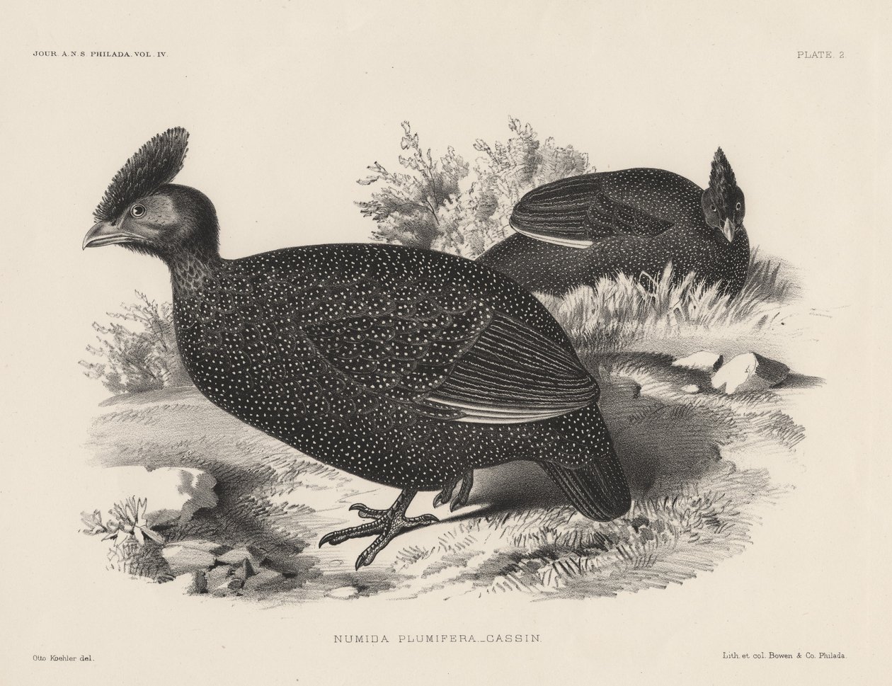 Numida Plumifera, litografie Bowen und Co., 1850 od Otto Koehler
