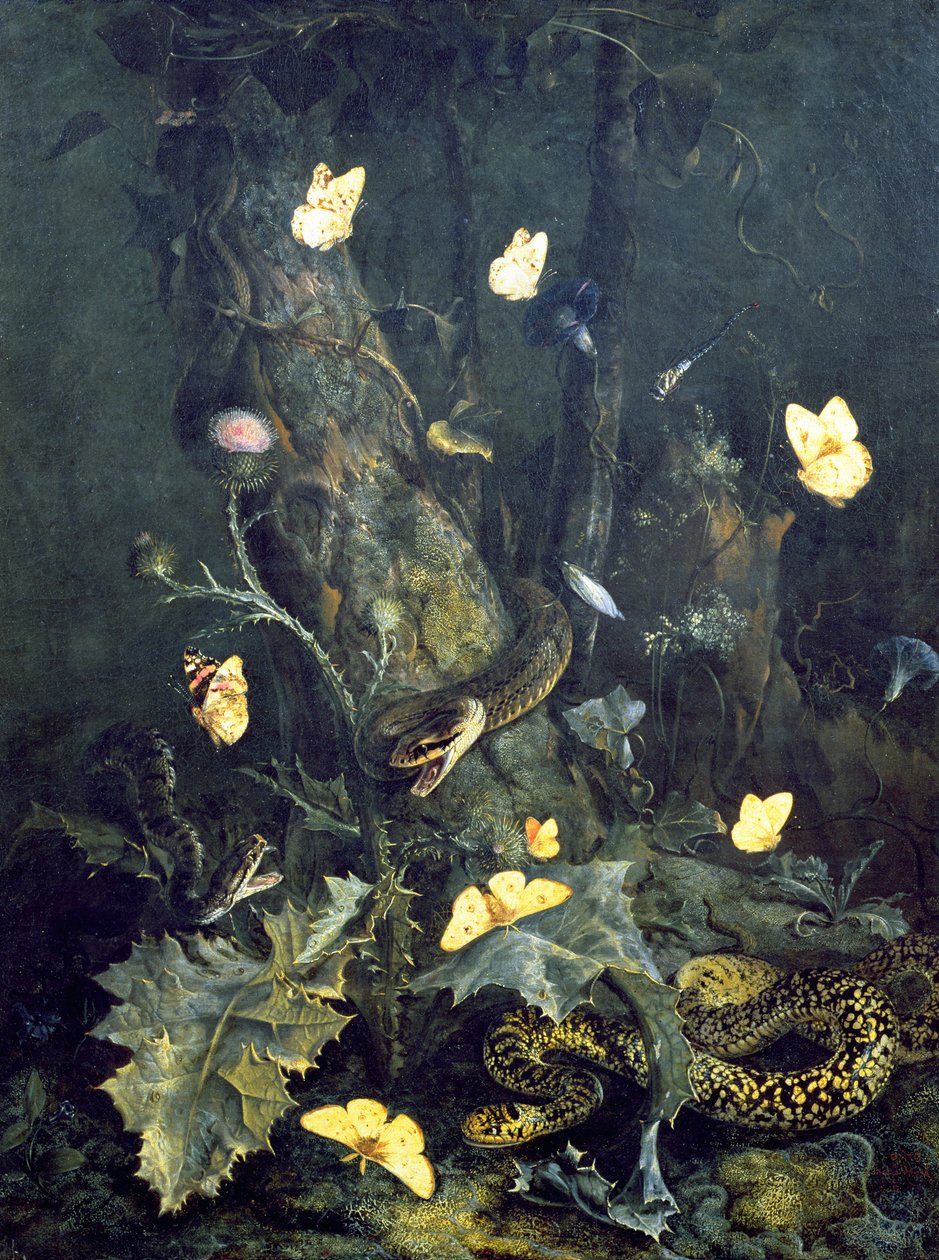 Hadi a motýli, 1670 od Otto Marseus  van Schrieck