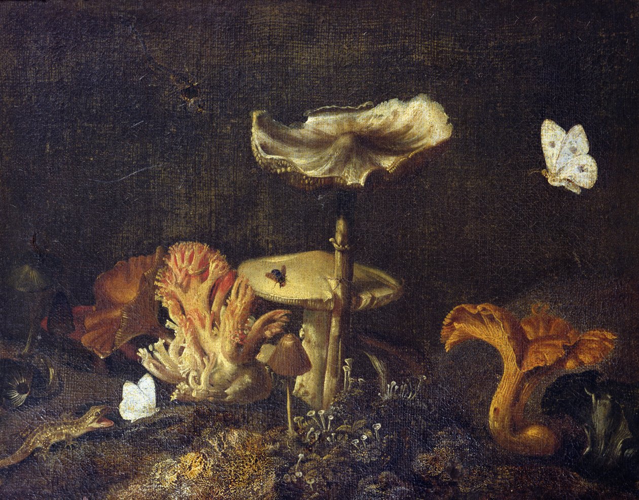 Zátiší s houbami a motýly od Otto Marseus  van Schrieck