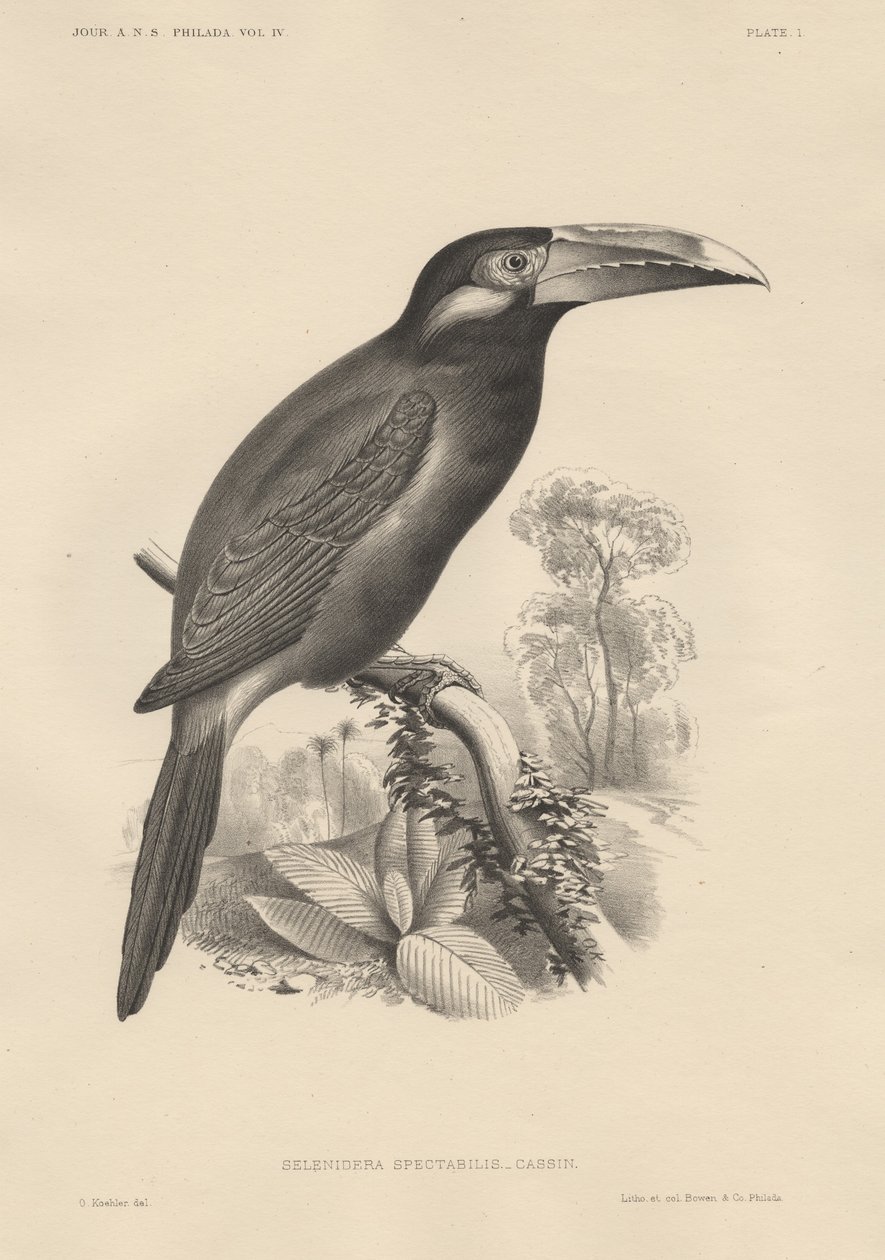 Selenidera Spectabilis, litho od Bowen und Co., 1850 od Otto Koehler