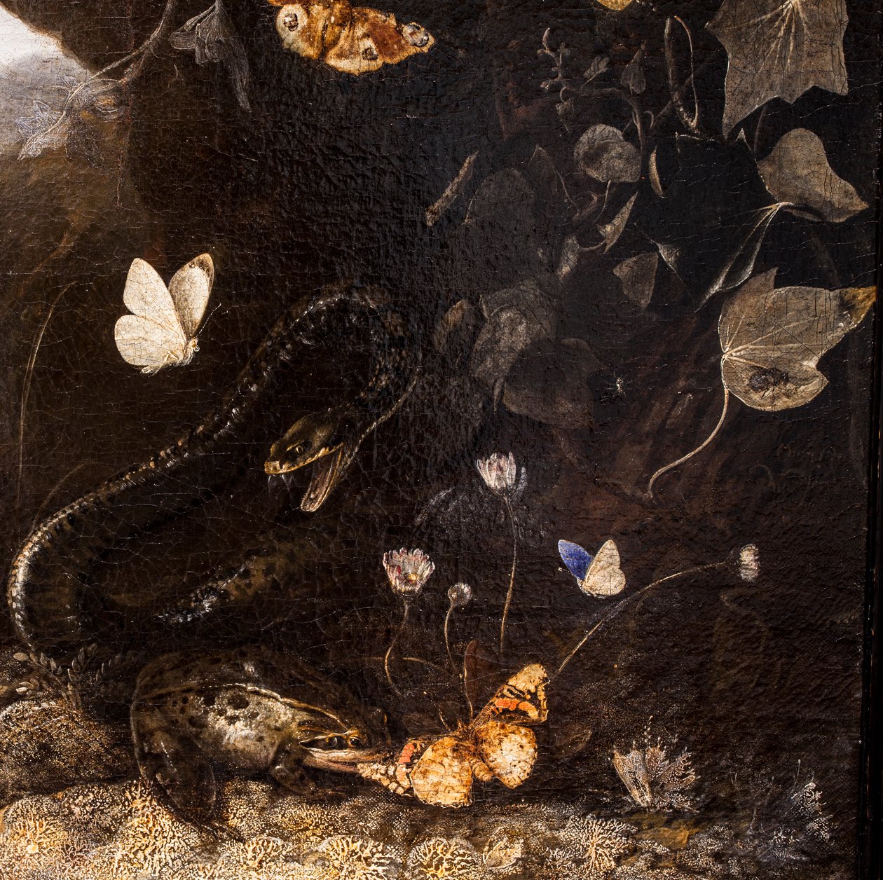 Hadi, ropuchy a motýli od Otto Marseus van Schrieck