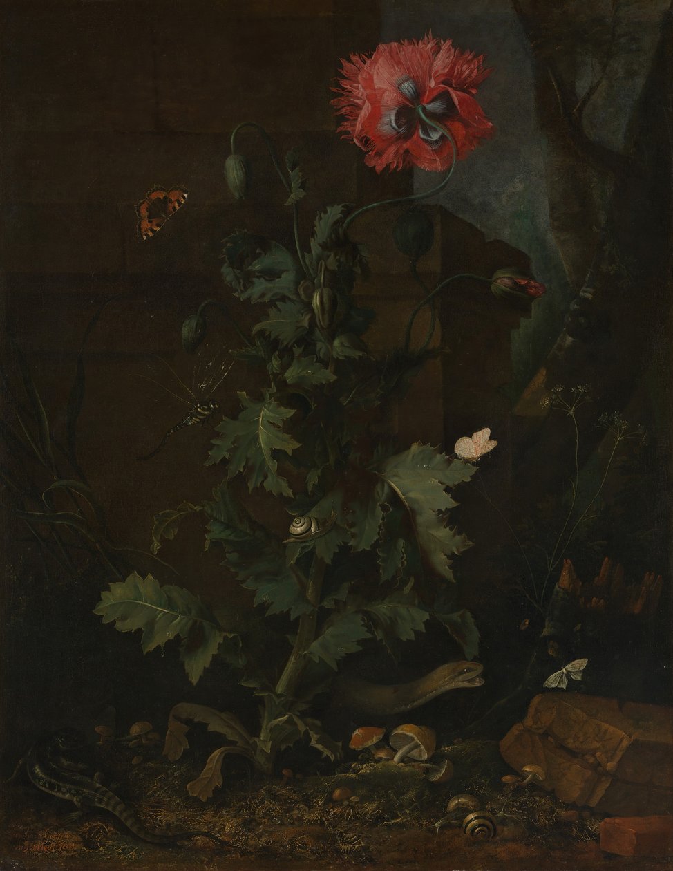 Zátiší s mákem, hmyzem a plazy, ca. 1670. od Otto Marseus  van Schrieck