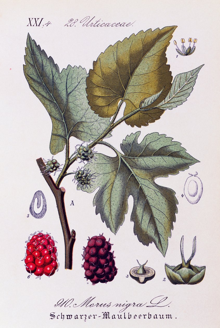 Listy a plody moruše černé (Morus nigra), umělecké dílo Otto Wilhelma Thome (1840-1925) z Flora von Deutschland, Osterreich und der Schweiz (Flóra Německa, Rakouska a Švýcarska) od Otto Wilhelm Thome