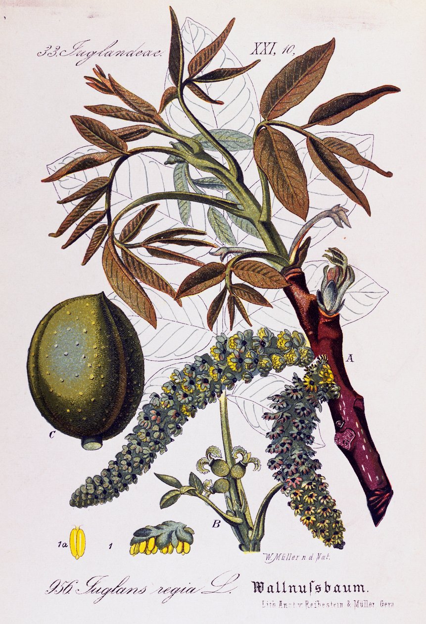 Listy, plody a květy ořešáku perského nebo ořešáku anglického (Juglans regia), umělecká díla Otto Wilhelma Thome (1840-1925) z Flora von Deutschland, Osterreich und der Schweiz (Flóra Německa, Rakouska a Švýcarska) od Otto Wilhelm Thome