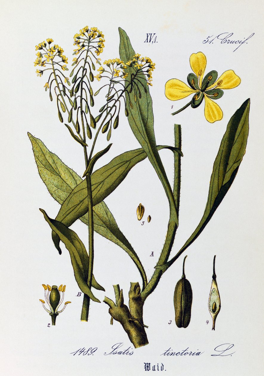 Listy, plody a květy Woad nebo Glastum (Isatis tinctoria), umělecká díla Otto Wilhelma Thome (1840-1925) z Flora von Deutschland, Osterreich und der Schweiz (Flóra Německa, Rakouska a Švýcarska) od Otto Wilhelm Thome