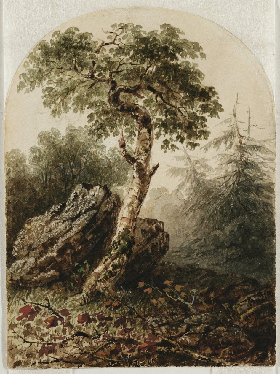 Krajina s břízou, 1859 (wc se stopami tužky a možná doteky kvaše na smetanově tkaném papíře) od Owen G. Hanks
