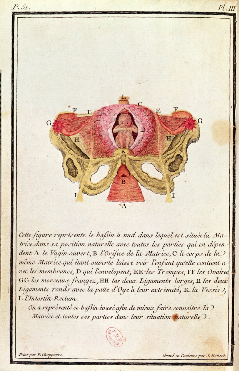 Průřezový diagram dělohy z knihy Madame Angelique Le Boursier du Coudray (1714-94) vyrytý J. Robertem, 1783 od P. Chapparre