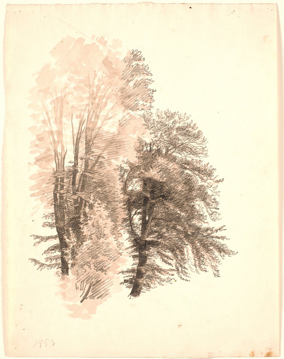 Studie vrcholu některých buků. od P.C. Skovgaard