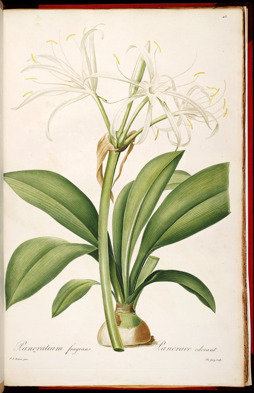 Hymenocallis fragrans od Pierre Joseph Redouté