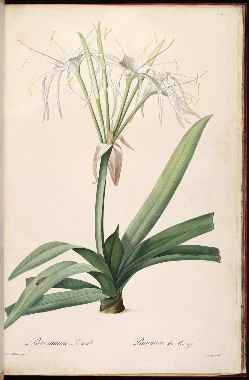 Hymenocallis littoralis od Pierre Joseph Redouté