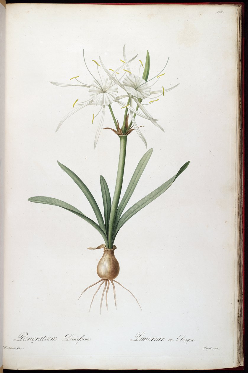 Hymenocallis rotuje od Pierre Joseph Redouté