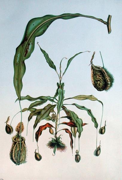 Nepenthes Hookeriana, botanická deska z „Les Promenades de Paris“ od E. Alphana, rytina L. Stroobanta, kolem 1867-73 (barevně lito) od P. (after) Lambotte