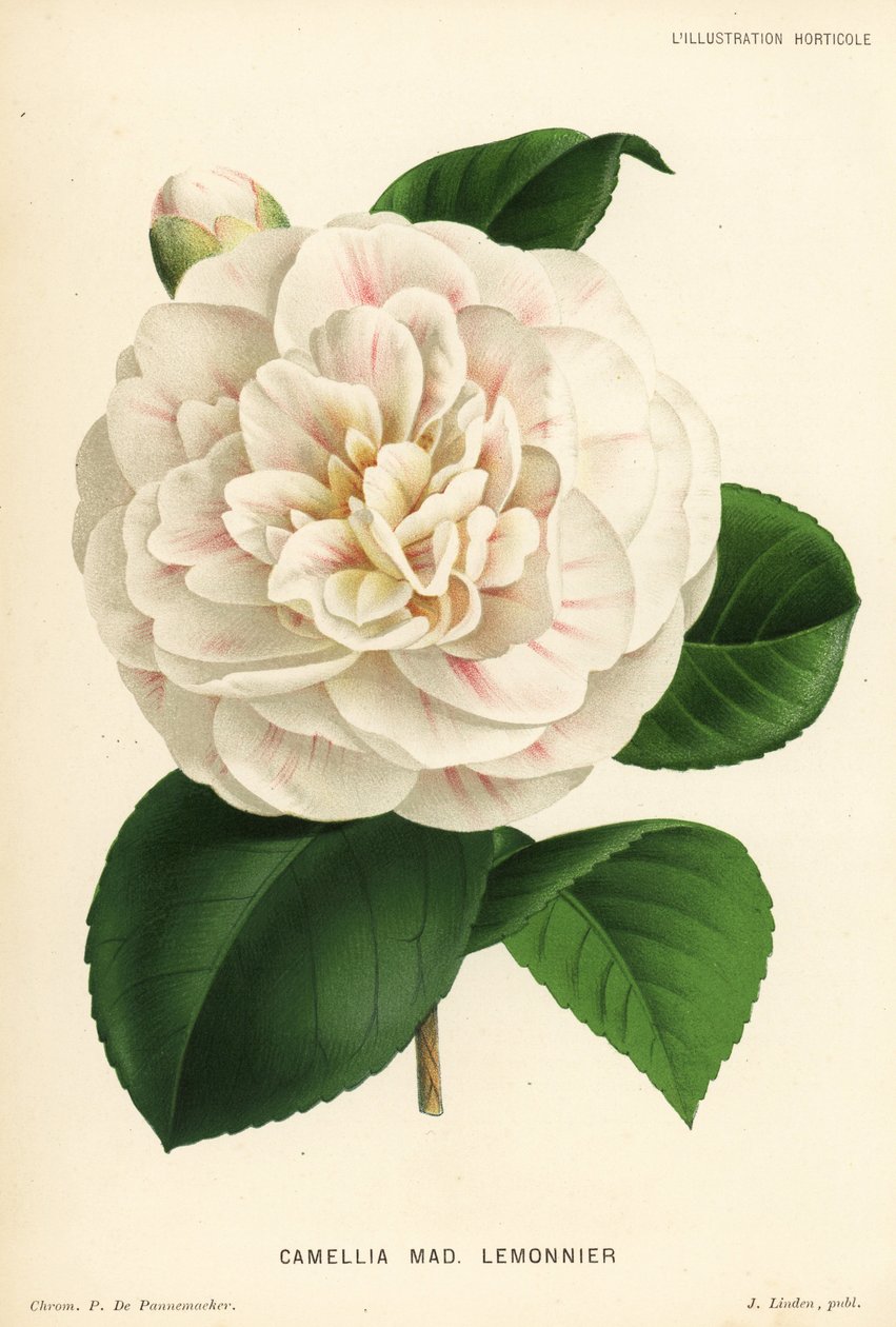 Camellia hybrid, Madame Lemonnier, Camellia japonica. Chromolitografie od P. de Pannemaekera z Jean Linden