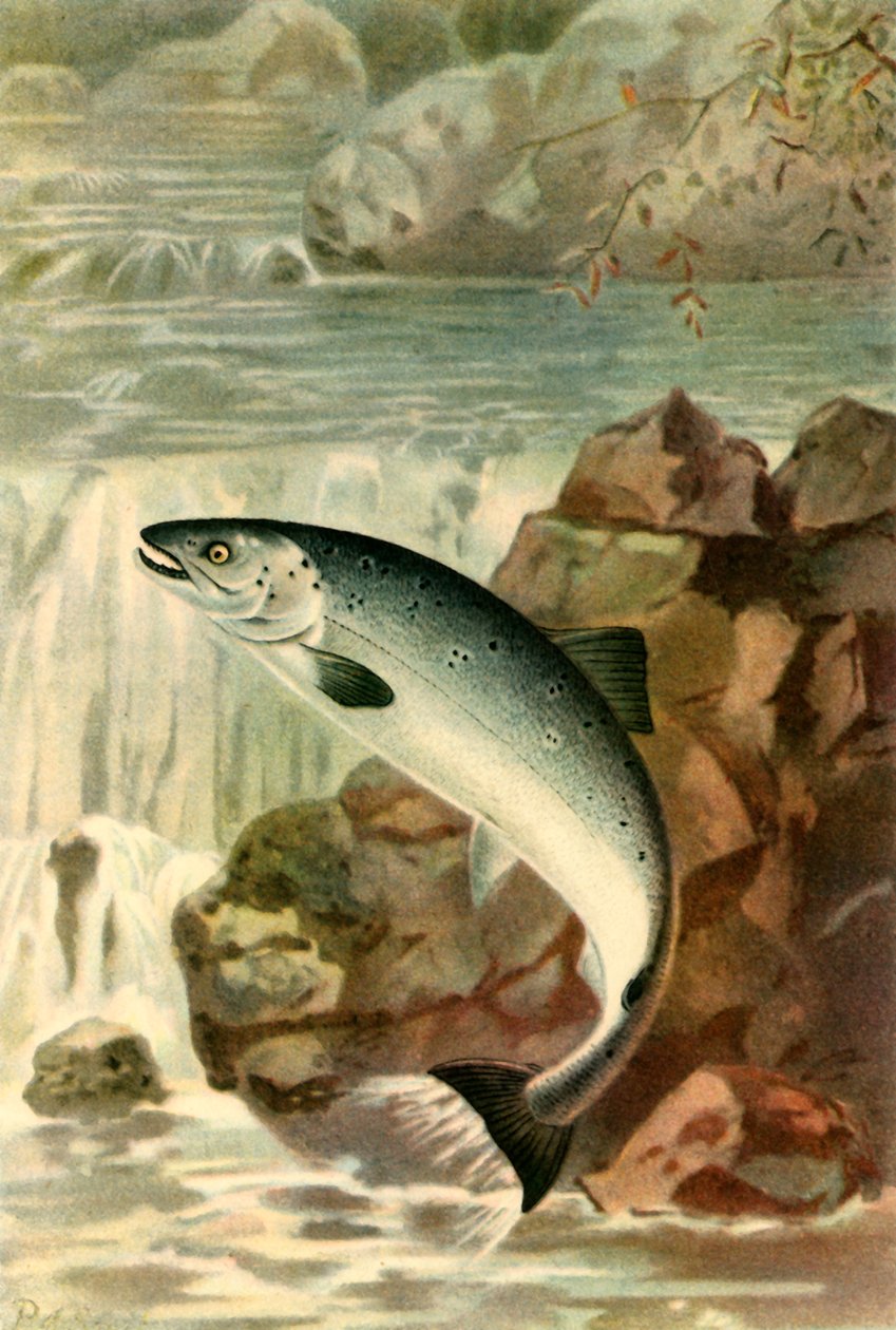 „Skok lososa“, 1895, 1943. od P. J. Smit
