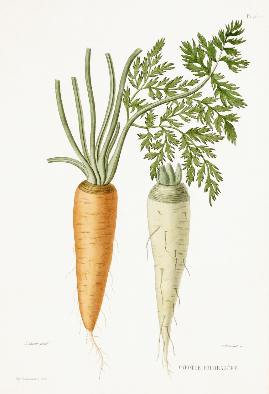 Mrkev, 1857 od P Naudin