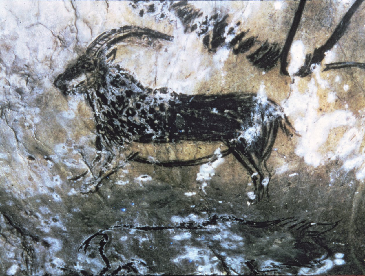 Koza nebo kamzík, skalní malba v Černém pokoji, magdalénština (jeskynní malba) od Paleolithic Paleolithic
