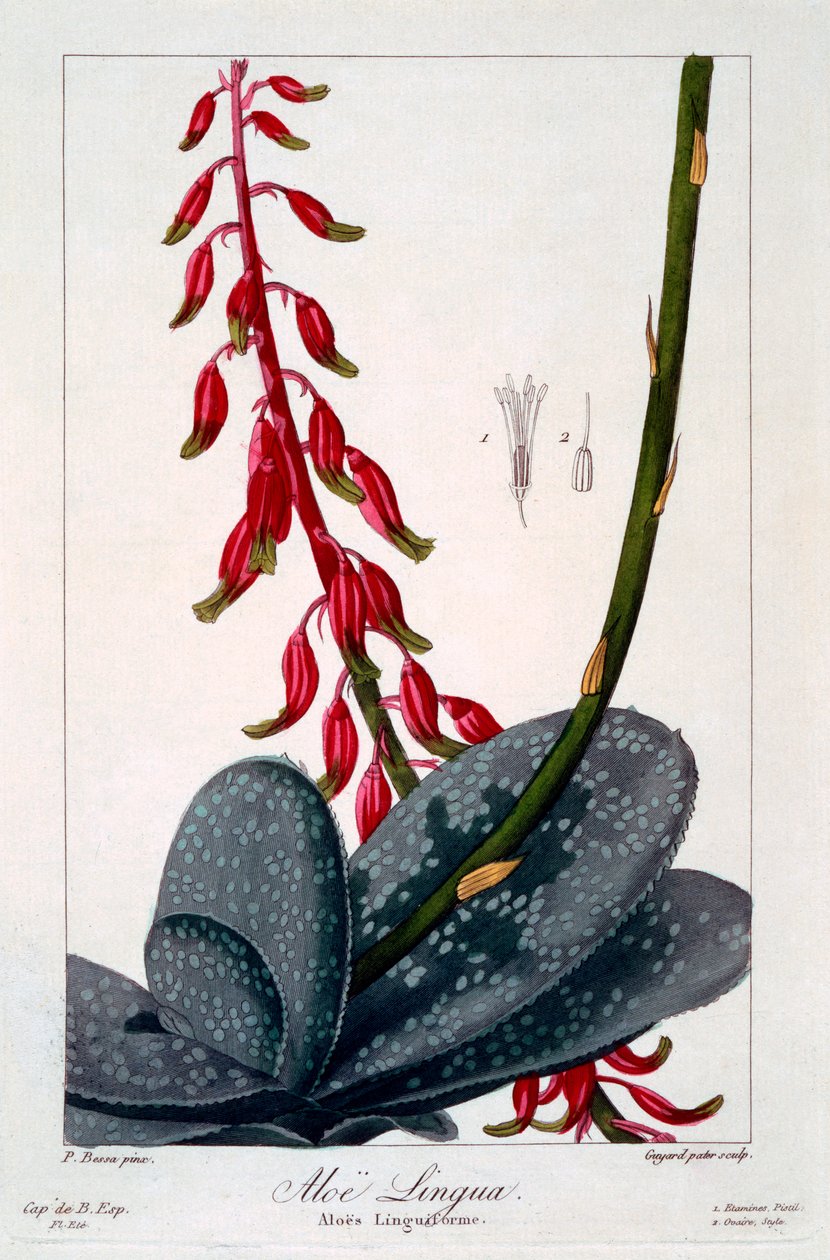 Jazyk aloe, hospoda. 1836. od Panacre Bessa
