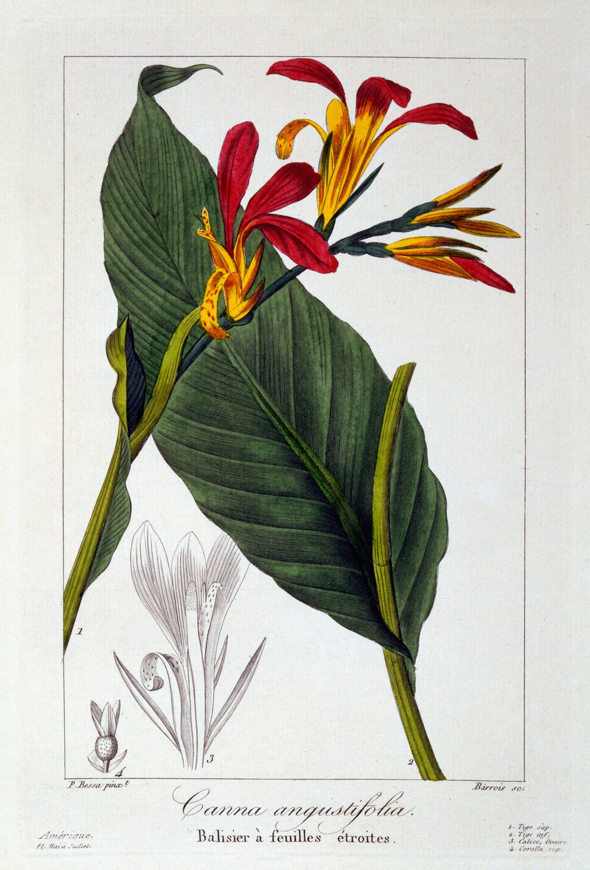 Canna aneb Indian Shot Flower, hospoda. 1836. od Panacre Bessa