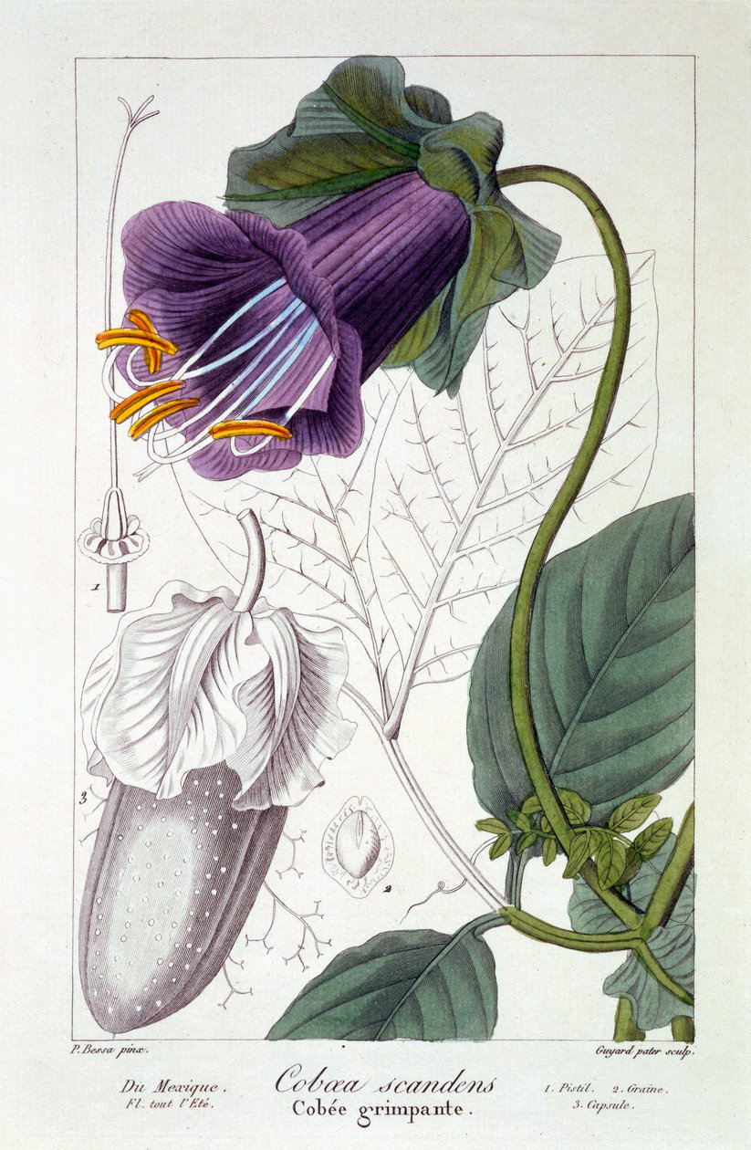 Morče lezení, hospoda. 1836 od Panacre Bessa
