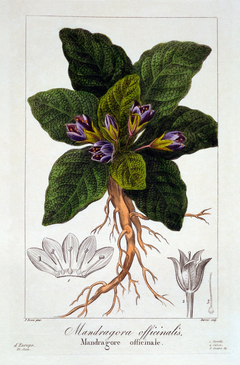 Mandragora: Mandragora officinarum, hospoda. 1836 od Panacre Bessa