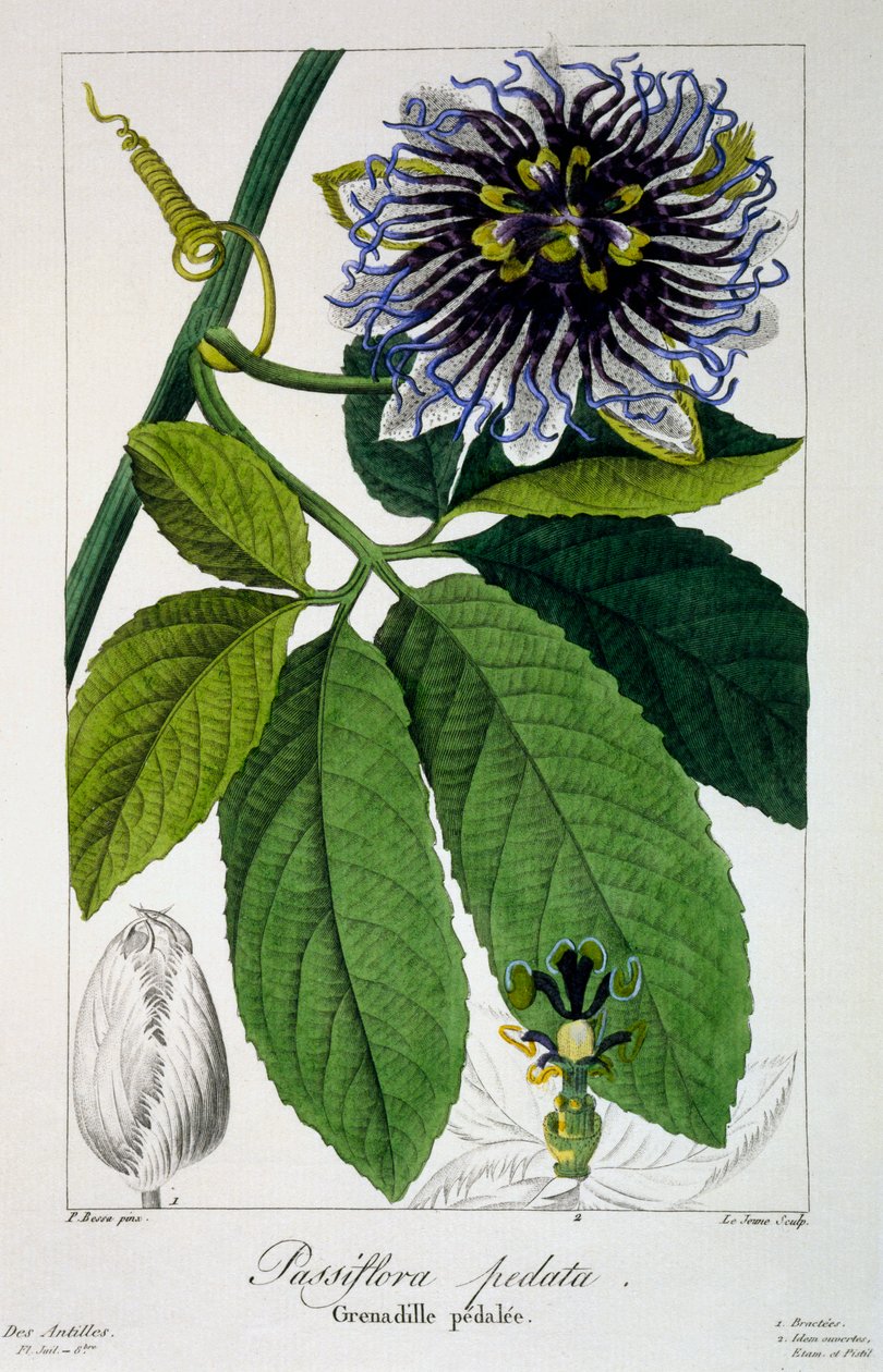 Passiflora pedata nebo Mučenka, hospoda. 1836. od Panacre Bessa