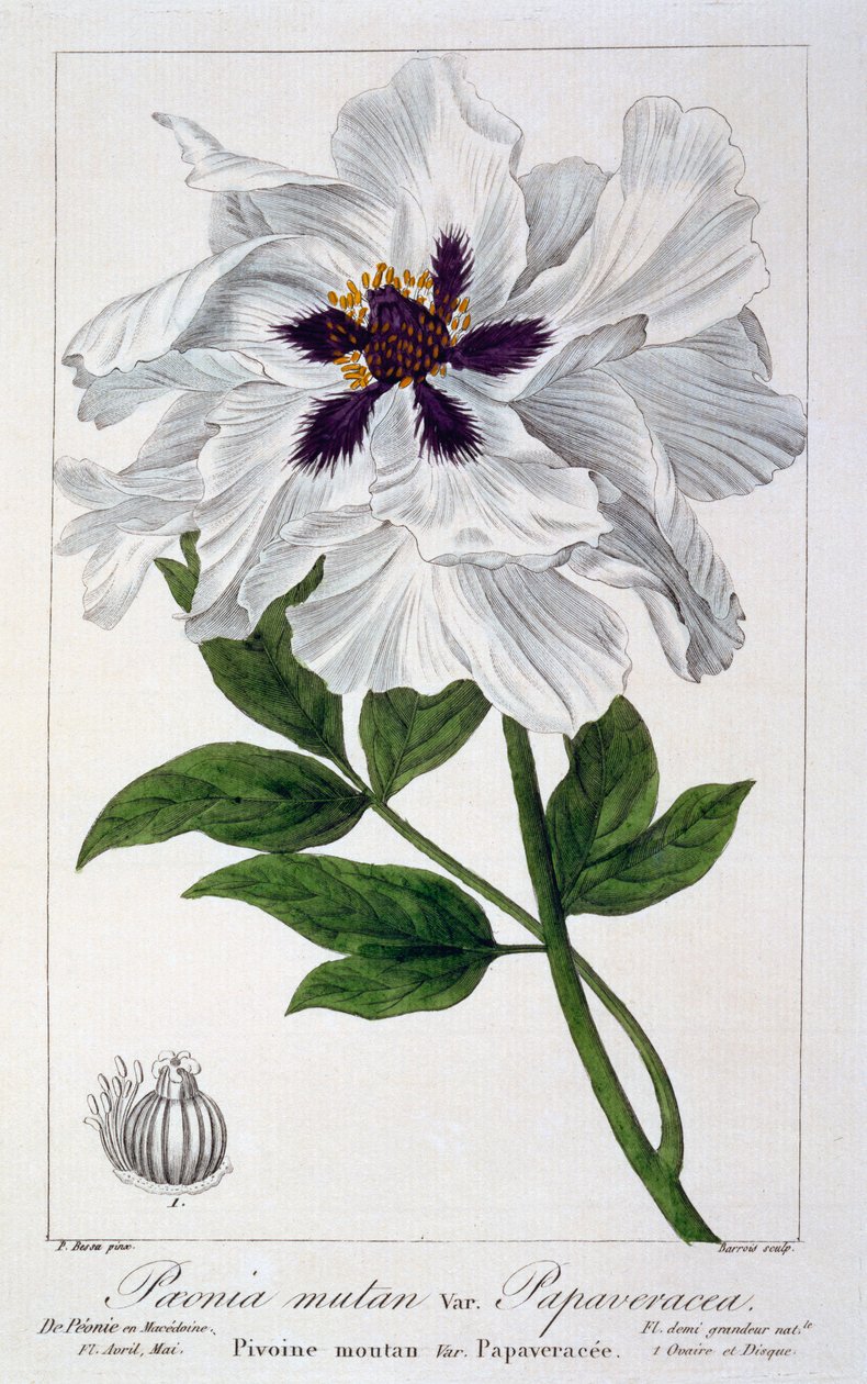 Paeonia Suffruticosa, hospoda. 1836. od Panacre Bessa