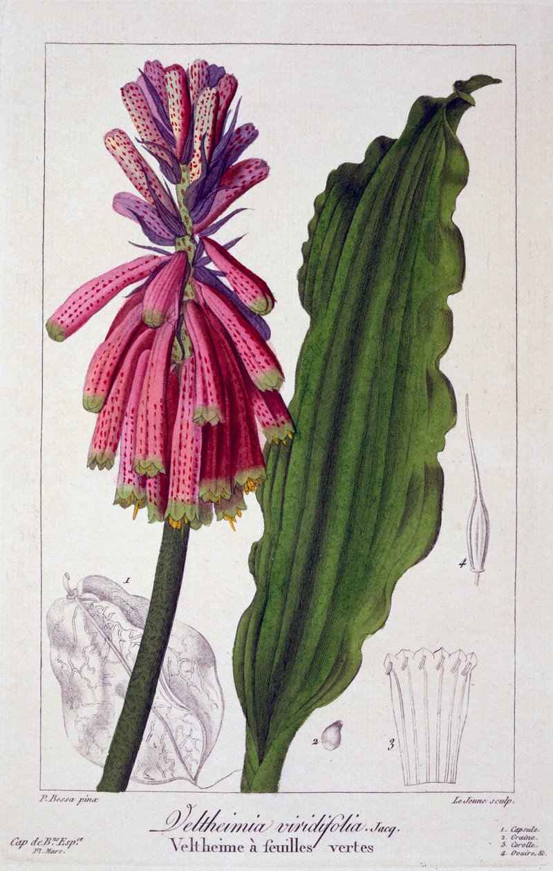 Veltheimia viridifolia, hospoda. 1836. od Panacre Bessa