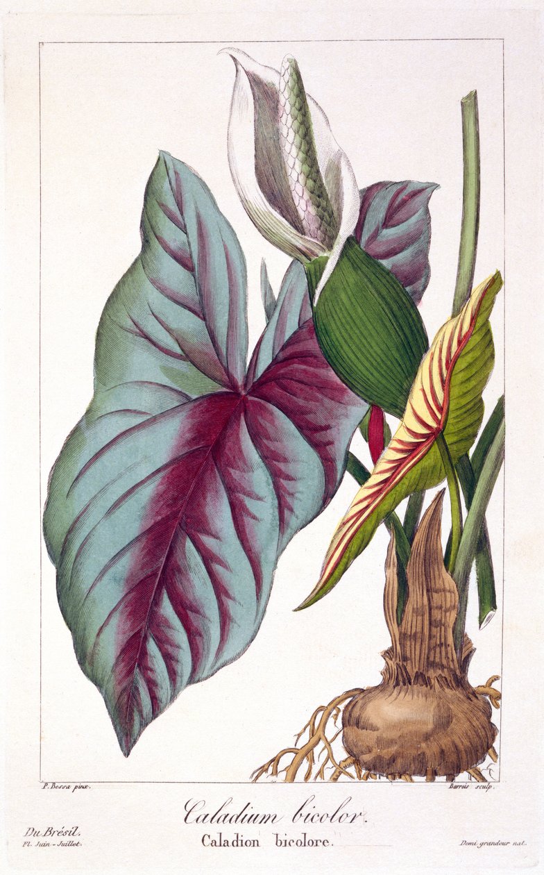 Caladium bicolor, 1836 (ručně kolorovaná rytina) od Pancrace Bessa