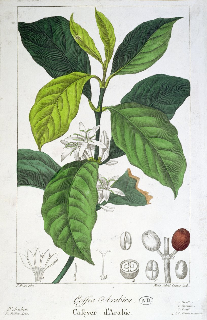 Coffea Arabica (Káva) rytina Maria Gabriel Cogniet od Pancrace Bessa