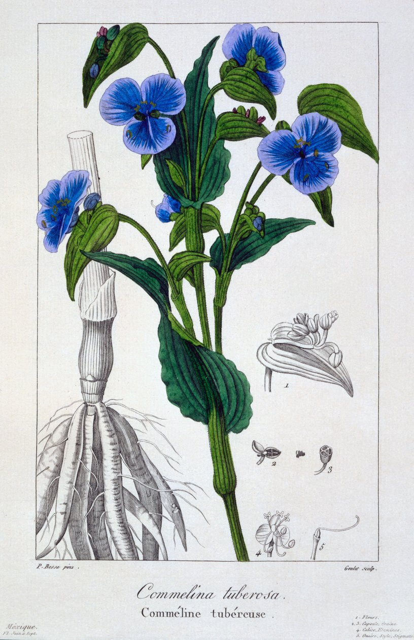Commelina tuberosa, 1836 (ručně kolorovaná rytina) od Pancrace Bessa