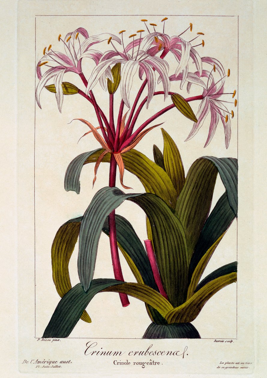 Crinum erubescens, 1836 (ručně kolorovaná rytina) od Pancrace Bessa