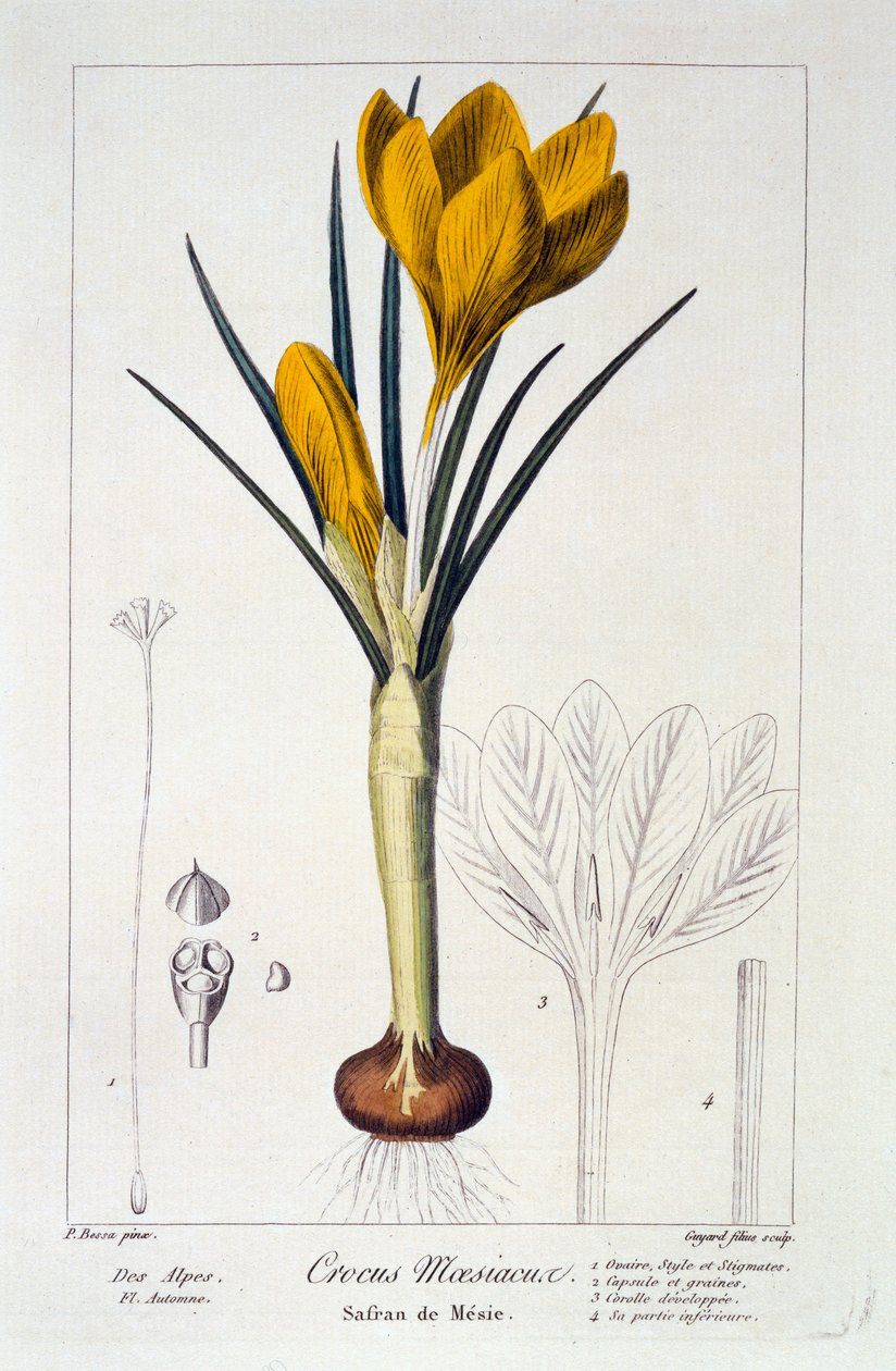 Crocus maesiacus, 1836 (ručně kolorovaná rytina) od Pancrace Bessa