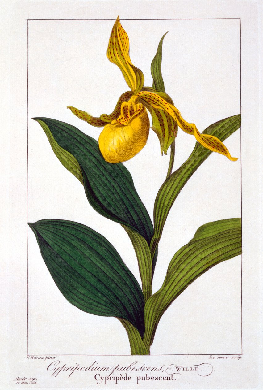 Cypripedium, 1836 (ručně kolorovaná rytina) od Pancrace Bessa