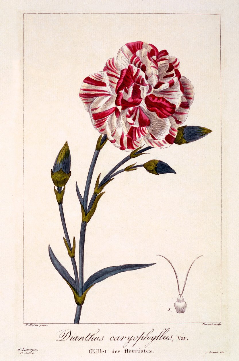 Dianthus caryophyllus, 1836 (ručně kolorovaná rytina) od Pancrace Bessa