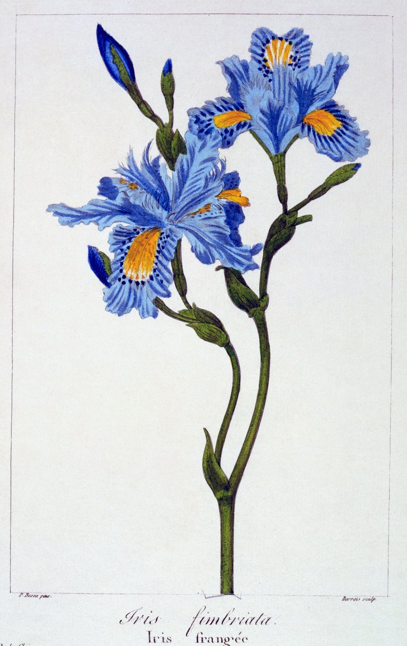 Fringed Iris, 1836 (ručně kolorovaná rytina) od Pancrace Bessa