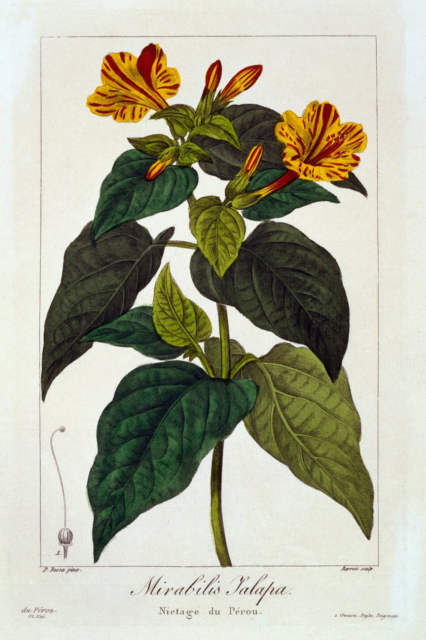 Ipomea purga, 1836 (ručně kolorovaná rytina) od Pancrace Bessa