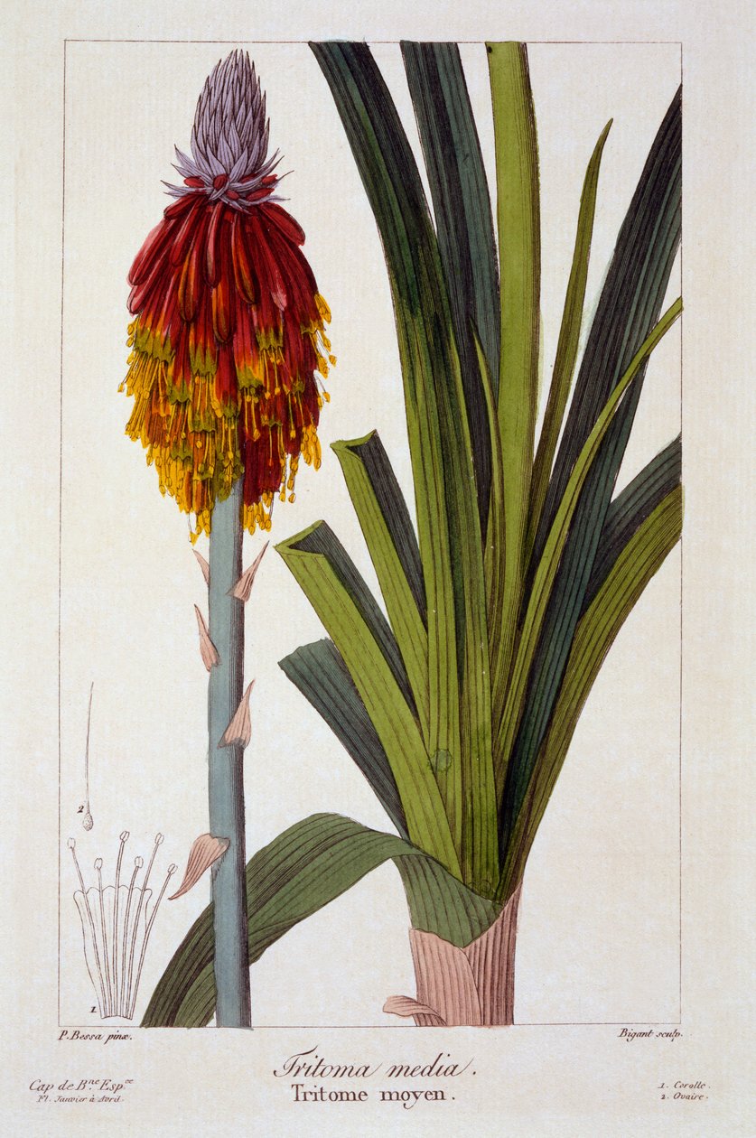 Kniphofia, 1836 (ručně kolorovaná rytina) od Pancrace Bessa