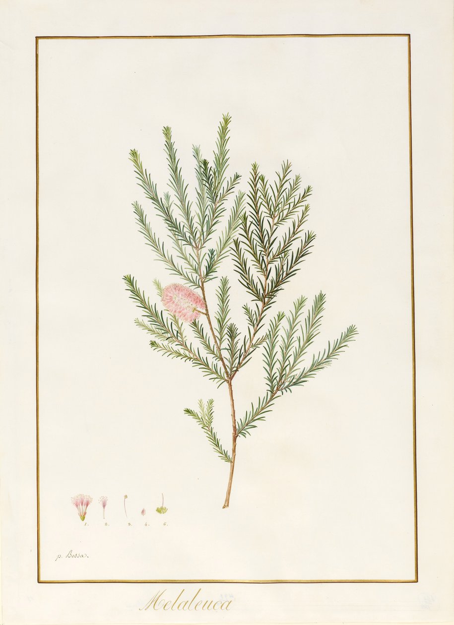 Melaleuca, včetně Five Studies of the Bloom (wc a tělová barva na pergamenu) od Pancrace Bessa