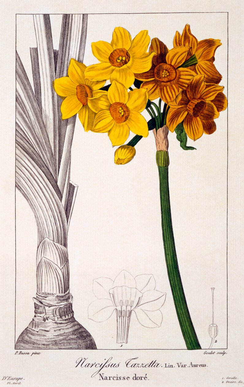Narcissus tazetta, 1836 (ručně kolorovaná rytina) od Pancrace Bessa