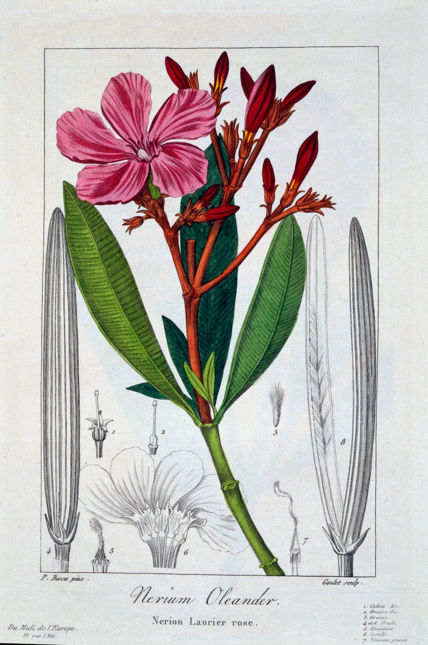 Nerium oleander, 1836 (ručně kolorovaná rytina) od Pancrace Bessa
