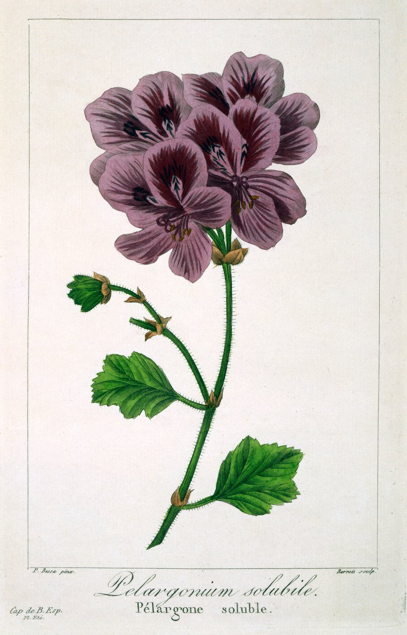 Pelargonium, 1836 (ručně kolorovaná rytina) od Pancrace Bessa