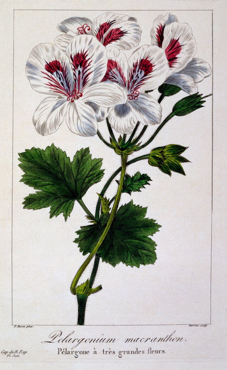 Pelargonium macranthon, 1836 (ručně kolorovaná rytina) od Pancrace Bessa