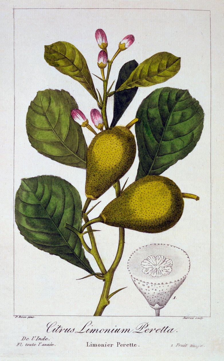 Peretta citron, 1836 (ručně kolorovaná rytina) od Pancrace Bessa