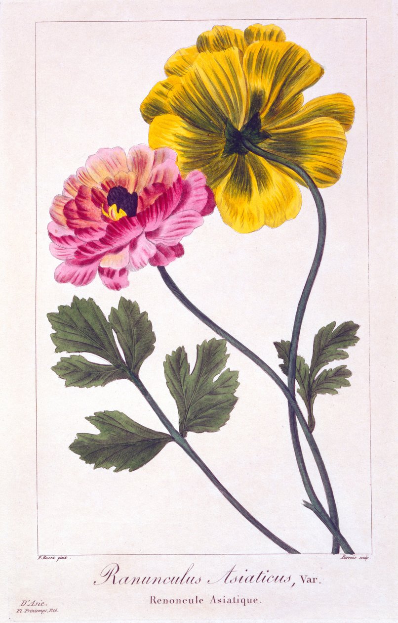 Perský pryskyřník, 1836 (ručně kolorovaná rytina) od Pancrace Bessa