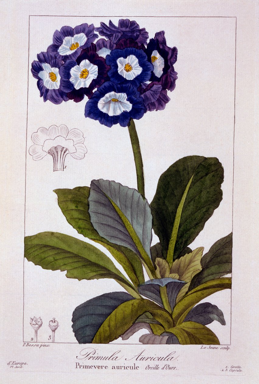 Primula auricula, 1836 (ručně kolorovaná rytina) od Pancrace Bessa
