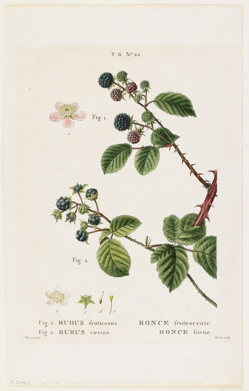 Frutescentní ostružiník. Borůvka, z Traites des Arbres et Fruitiers, 1801-19 (tečkovaná rytina) od Pancrace Bessa