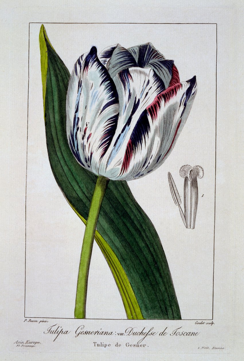 Tulipán vévodkyně z Toskánska, 1836 (ručně kolorovaná rytina) od Pancrace Bessa