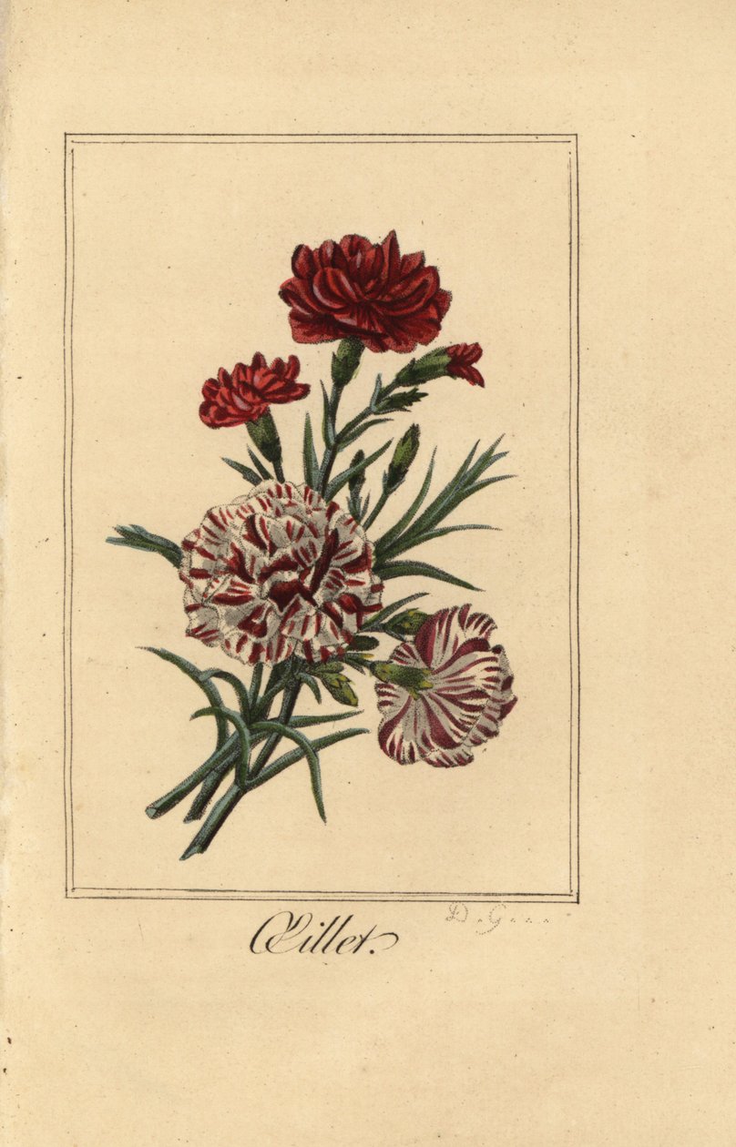 Karafiát nebo hřebíček růžový, olejíček, Dianthus caryophyllus od Pancrace (after) Bessa