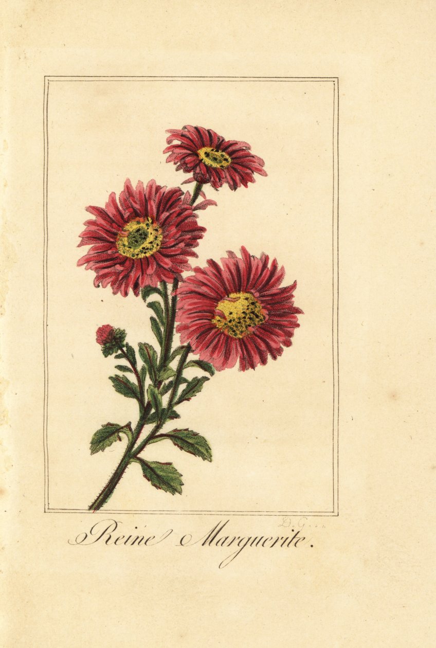 Hvězdnice čínská, kopretina reine, Callistephus chinensis od Pancrace (after) Bessa