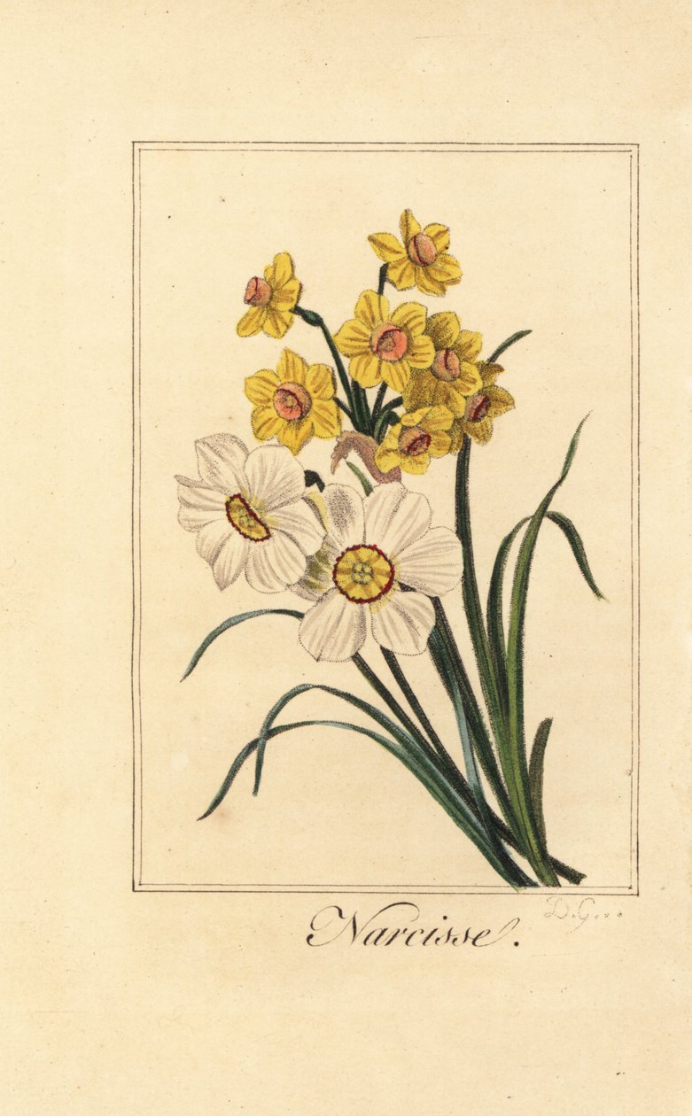 Narcis varieites, Narcissus, Narcissus poeticus a Narcissus pseudonarcissus od Pancrace (after) Bessa